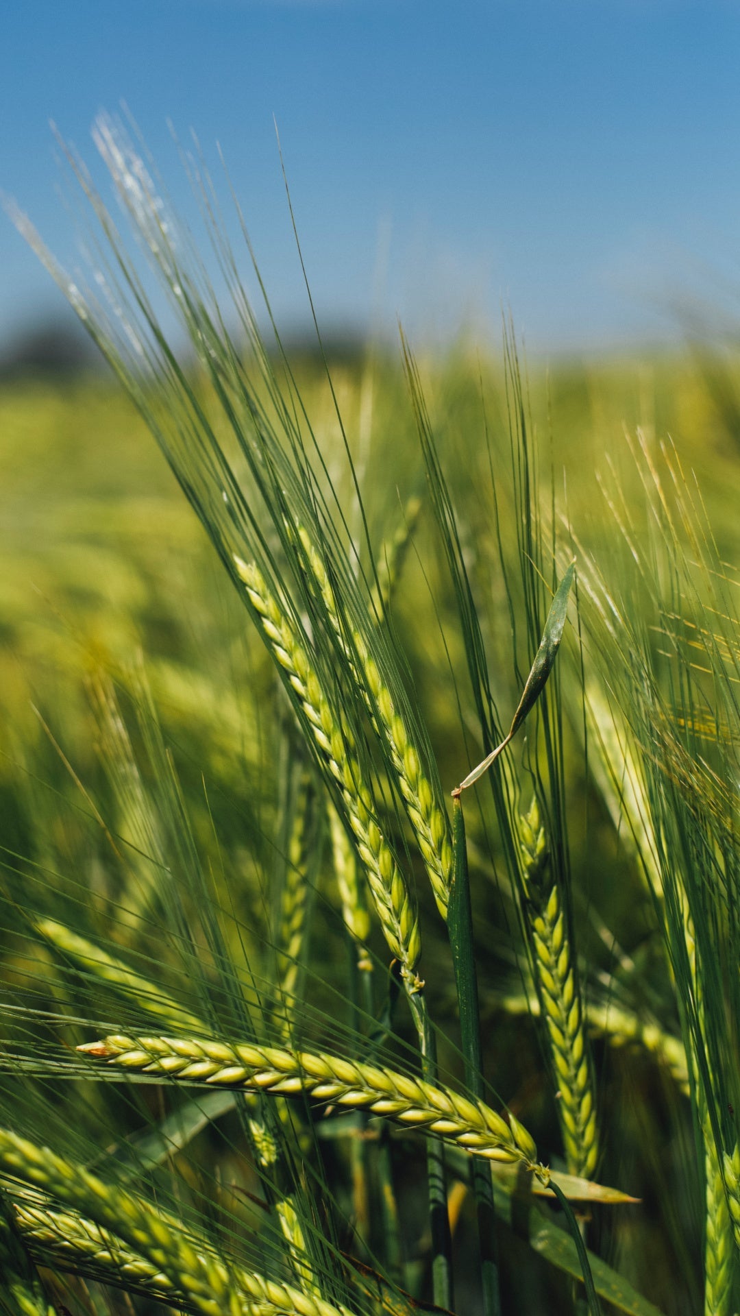 30 Days to Change Your Diet Sustainably: Step 6 - Grains and Starches